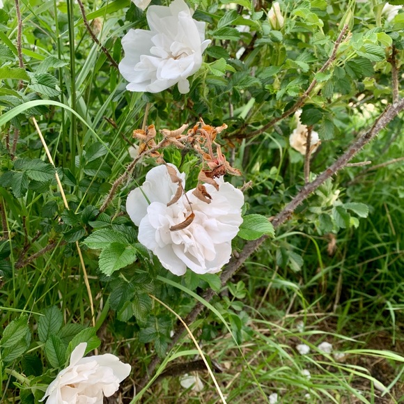 Meet your Posher, Grace - Picture 1 of 1